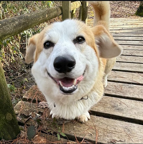 Chien diabolique